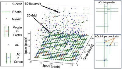 Analysis of Actomyosin Oscillatory Dynamics Using a Coarse-Grained Model